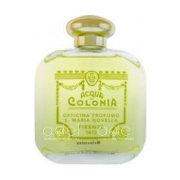 Gelsomino